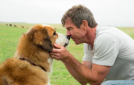 Scene uit A Dog's Purpose