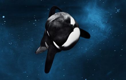 Blackfish