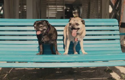 Inside the Mind of a Dog