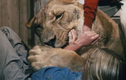 In de ban van 'Tiger King': vier films over wilde roofdieren