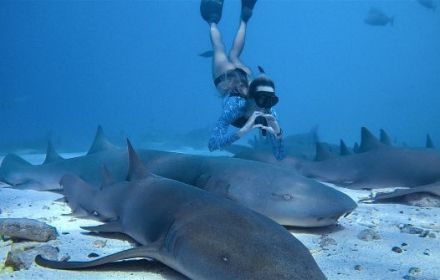 Shark Whisperer