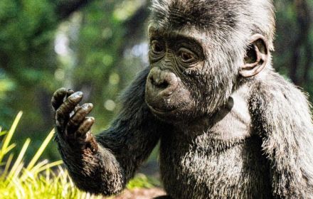 'The One and Only Ivan' en 'Magic Camp' toch exclusief op Disney+