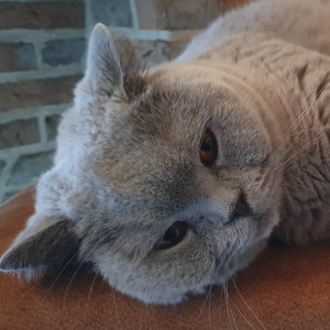 Avatar van chococreme