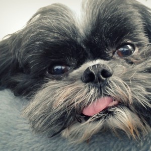 Avatar of twinklingstar