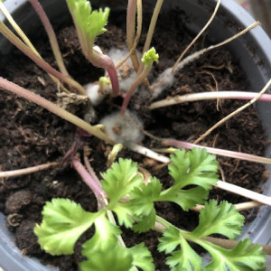 Avatar van skyrfretter