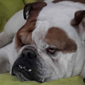 Avatar van Sylvia@vliss