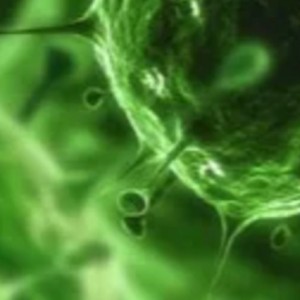 Avatar of mutantvirus