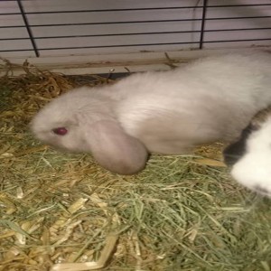 Avatar of Edwin Visser