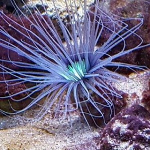 Avatar van Jessica van den Deijssel