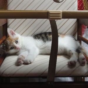 Avatar of Ilian Docx