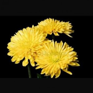 Avatar van Willem Bomhof