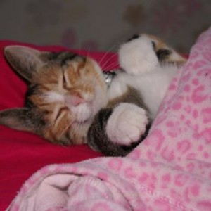 Avatar van Angelik VD