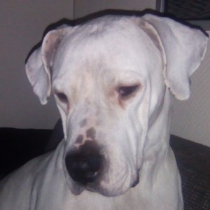 Avatar van Hondenfilmfanaat