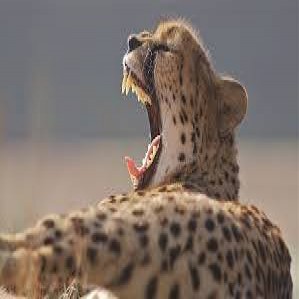 Avatar van Ronald Vierhuis