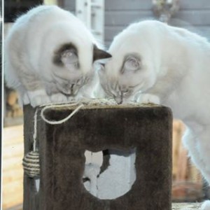 Avatar of Fons Kniesmeijer