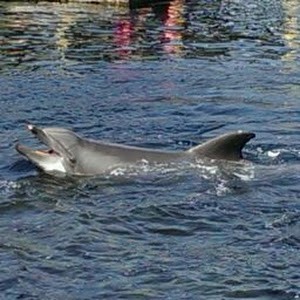 Avatar van Hedwig Schaafsma