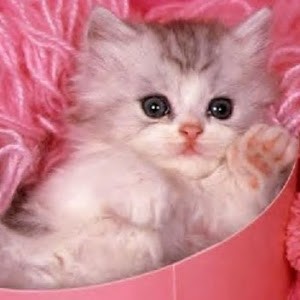 Avatar of Disneyland