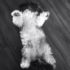 Avatar of Dimasjoko47