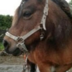 Avatar van Trippelhorse