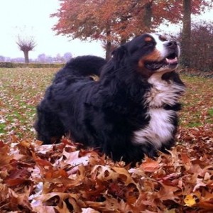 Avatar van Bojan 2015