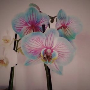 Avatar van Lionqueen1970