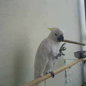 Avatar van Getrouwd2012