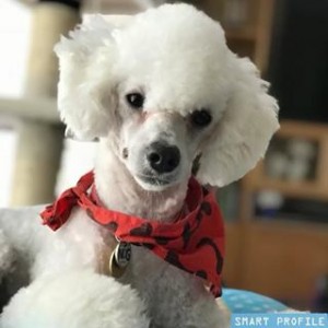 Avatar of Poodleboys