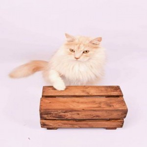 Avatar of Raffie 2013