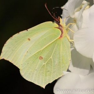 Avatar van Ellen 1985