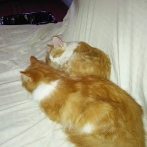 Avatar van Traciann40