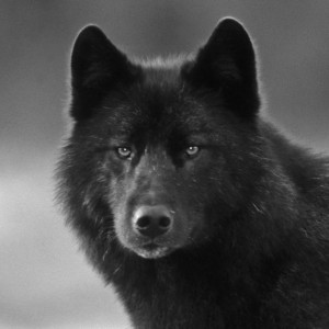 Avatar van Alpha_Wolf77