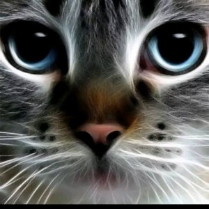 Avatar van Misscatty89