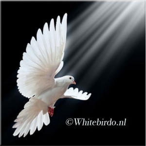 Avatar of Whitebirdo