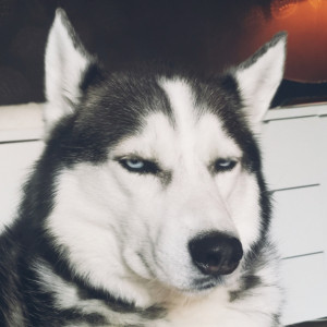 Avatar van Boogywoogy