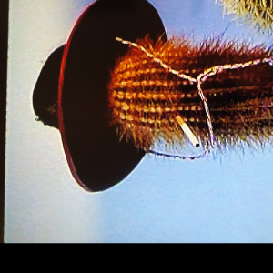 Avatar van Flamelleke