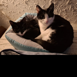 Avatar of @Vrouwke65blackvlek