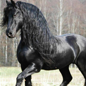 Avatar van Timo.Moviefreak