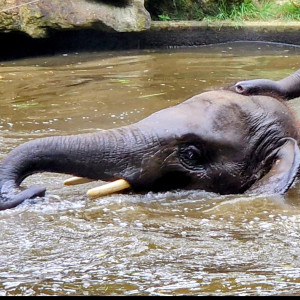 Avatar van Classical destination