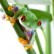 Avatar van TreeFrog