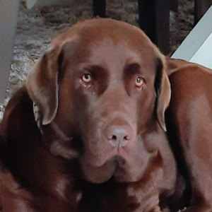 Avatar van defender278