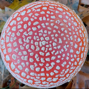 Avatar van Sippen_tv