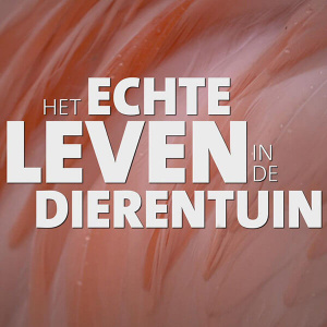 Echte Leven in de Dierentuin, Het - Seizoen 4