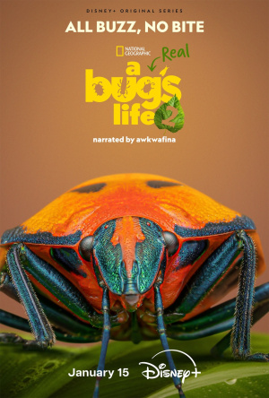 Real Bug's Life, A - Seizoen 2